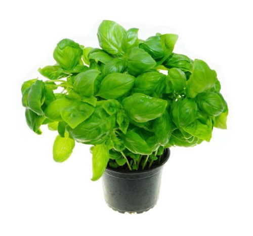 bazylia doniczka.jpg