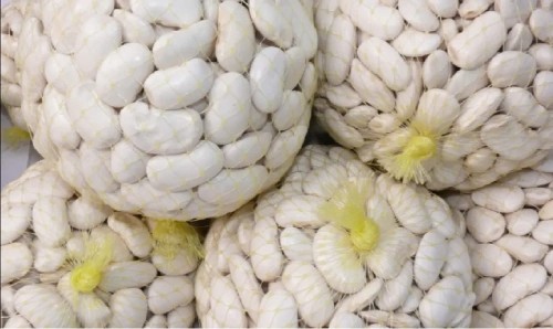 fasola świeża pakowana kg.jpg