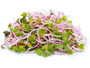 KIEŁKI MIESZANKA RZODKIEWKI BIO 50G