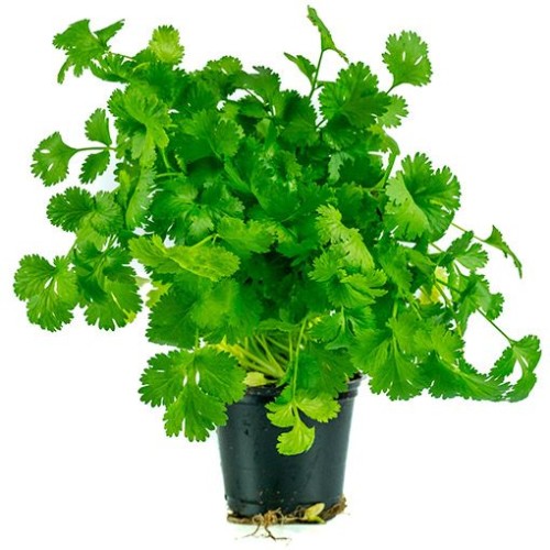 kolendra doniczka.jpg