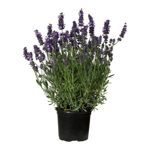 lawenda doniczka.jpg