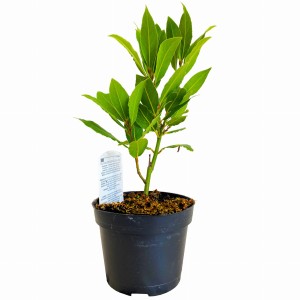 LIŚĆ LAUROWY DONICZKA