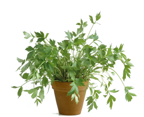 lubczyk doniczka.png