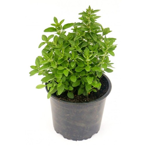 oregano doniczka.jpg