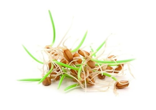 kiełki mieszanka.jpeg